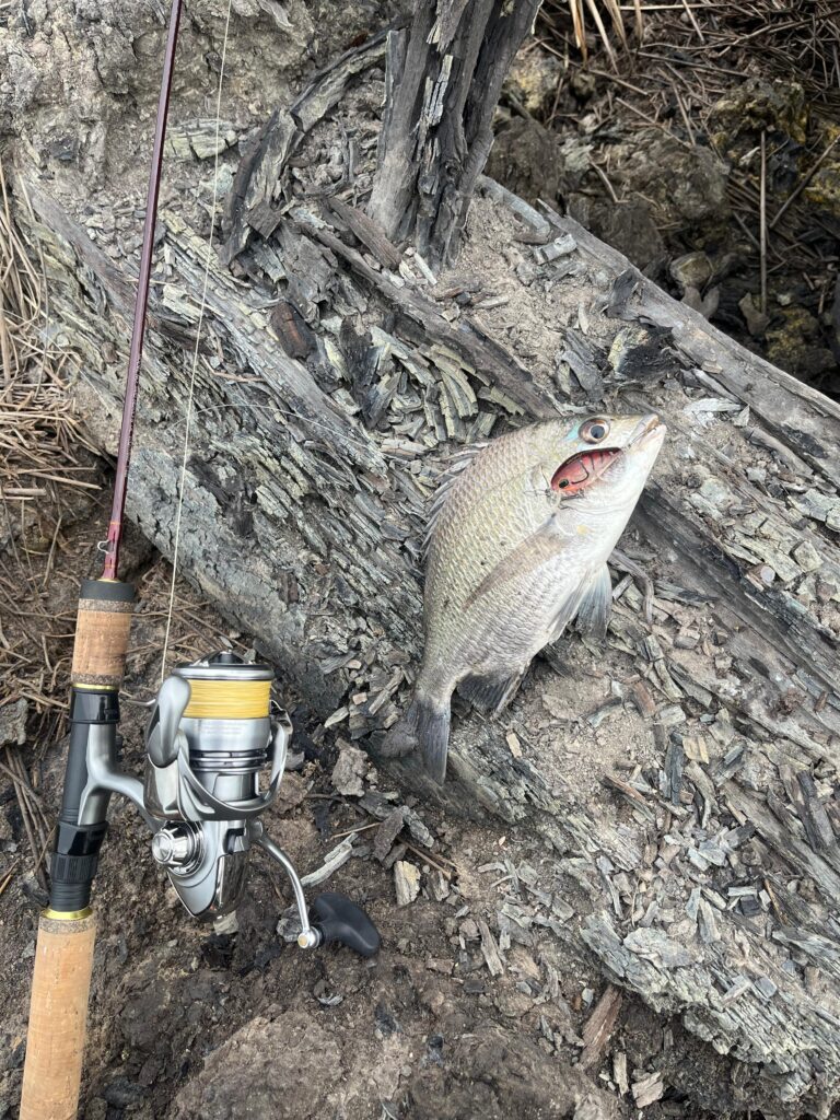 Read more about the article Why Daiwa Gear Is Cheaper in Vietnam (Insider’s Guide for Anglers)