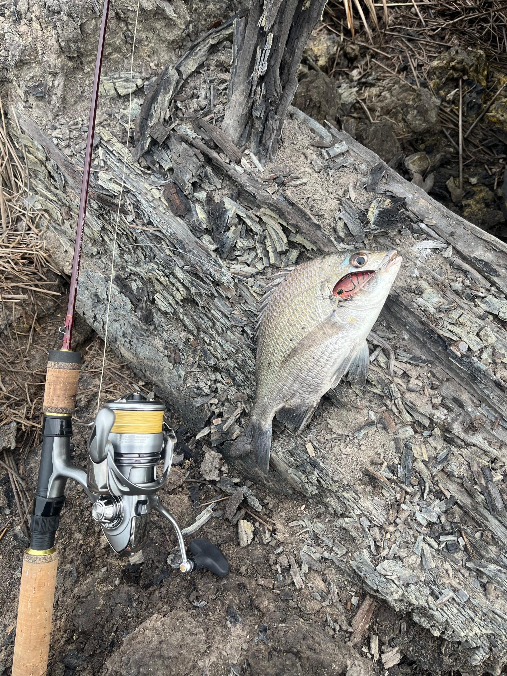 Read more about the article Why Daiwa Gear Is Cheaper in Vietnam (Insider’s Guide for Anglers)