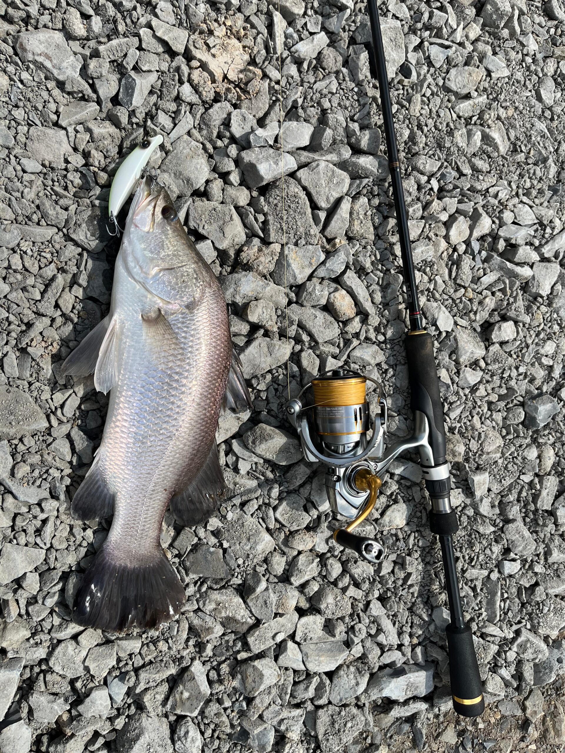 Read more about the article Best Lures for Barramundi in Vietnam (Guide’s Choice)