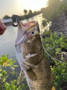 barramundi with popper lure in the Mekong Delta, fishing in Vietnam